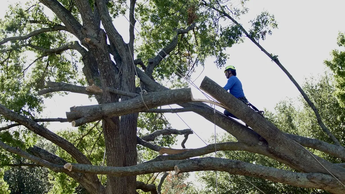 Professional Crown Thinning performed by certified arborists in Unadilla
